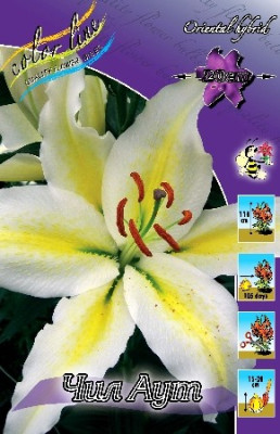 Лилия Чил Аут (1шт) 3751