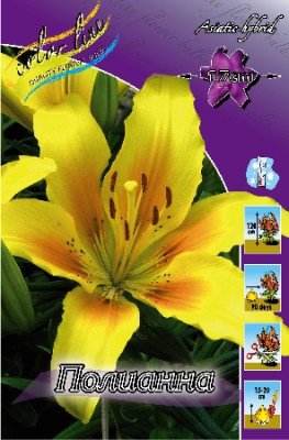 Лилия Полианна (1шт) 162