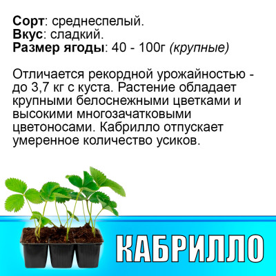 Земляника (Клубника) Кабрилло в кассете