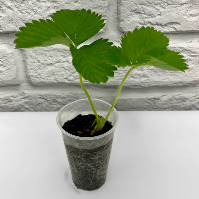 Клубника КЛЕРИ