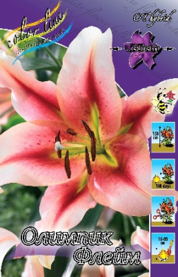 Лилия Олимпик Торч (1шт) 3719