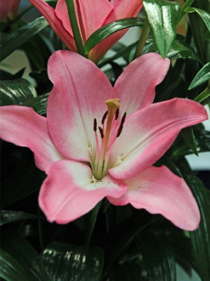 Лилия Альбуфейра (1шт) 4460