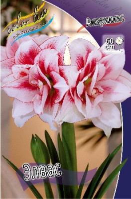 Амариллис Элвас (1шт) 4362