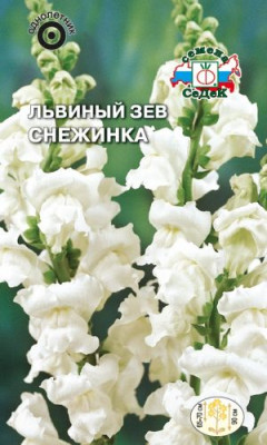 Львиный зев высокий Снежинка белый