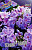 Флокс Юник Маув (2шт)
