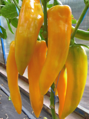 перец сладкий Ариэль 10шт