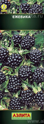 Ежевика кустистая Торнфри