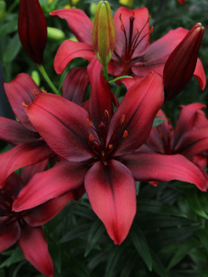 Лилия Форейнджер (1шт) 6415