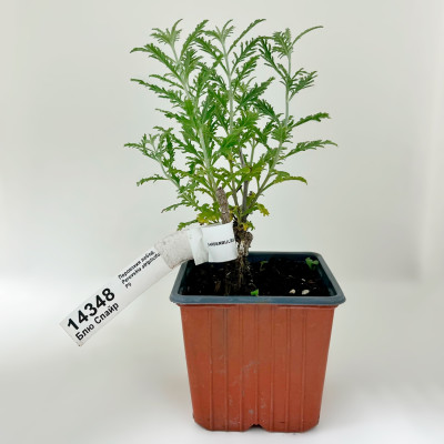 Перовския Блю Спайр Blue Spire