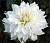 Георгина Айсберг (1шт)