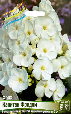 Флокс Капитан Фридом (2шт)