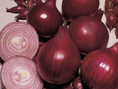 лук Севок Ред Рэй красный Голландия