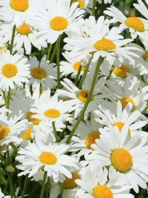 Нивяник Сильвер Принцесс (1шт) 4765