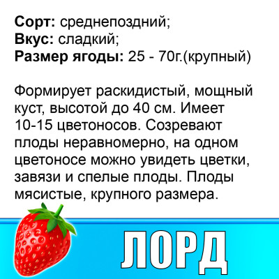 Земляника (Клубника) Лорд в стаканчике