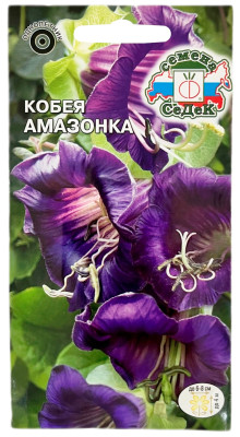 Кобея лазящая АМАЗОНКА СеДеК