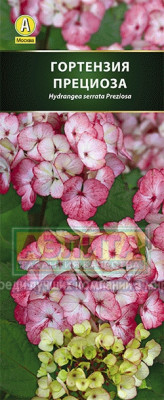 Гортензия пильчатая Прециоза (розово-красная)