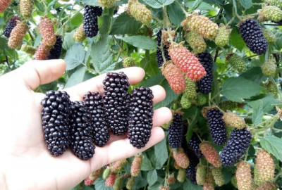 Ежевика Карака Блэк