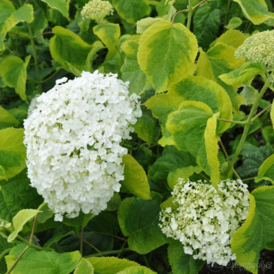 Гортензия древовидная Голден Аннабелле 10903