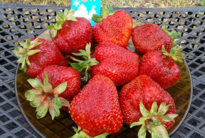 Земляника (Клубника) Вима Занта в кассете