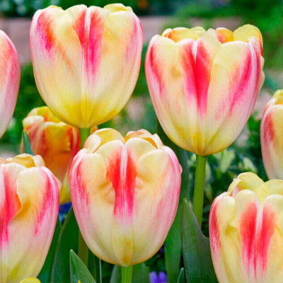 Тюльпан Букингем (1шт)