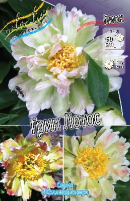 Пион Грин Лотос ИТО-гибрид (1шт) 6894