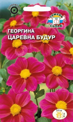 Георгина Царевна Будур (пурпурная)