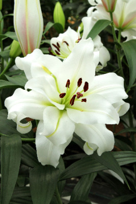 Лилия Уайт Айз (1шт) 1418