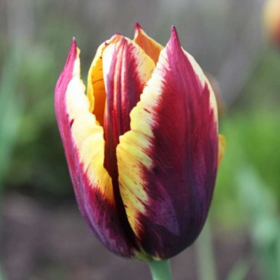 Тюльпан Гавота (1шт) 547005 НК