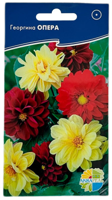 Георгина ОПЕРА АКВАРЕЛЬ