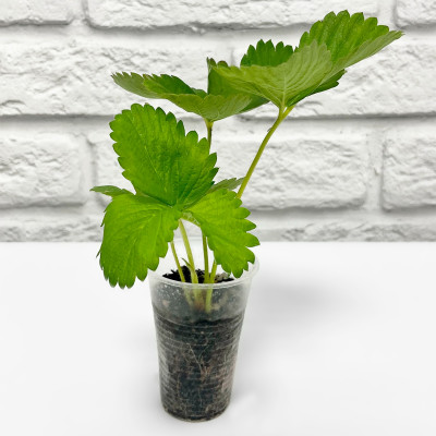 Клубника АЛЬБА