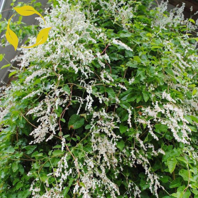 Горец Ауберта (1шт) 4980