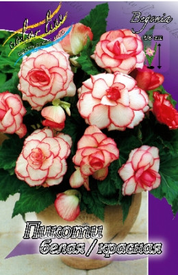 Бегония Пикоти Белая/Красная (1шт) 919