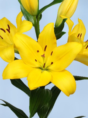 Лилия Линоза (1шт) L-023