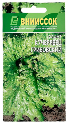 Салат КУЧЕРЯВЕЦ ГРИБОВСКИЙ ВНИИССОК