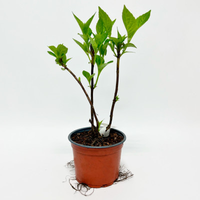 Гортензия пильчатая БЛЮБЁРД