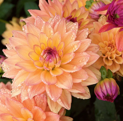 Георгин Мелоди Дора (1шт)