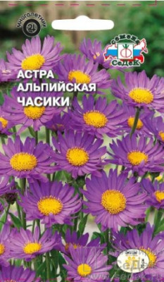 Астра Часики (альпийская, лилово-сиреневая)