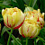 Тюльпан Юник Гламур (1шт) 7555