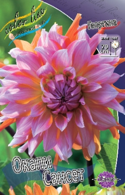 Георгин Окапи Сансет (1шт) 4396