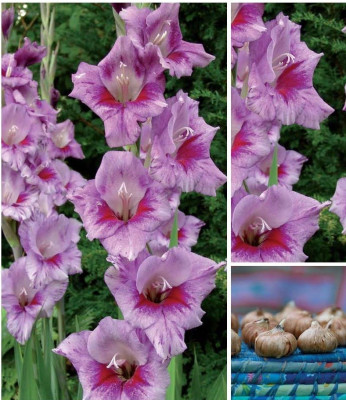 Гладиолус Рединга 12/14 (1шт) 122664