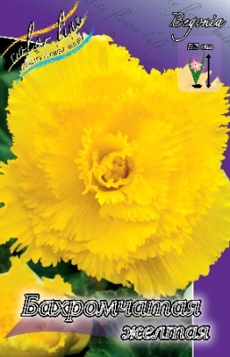 Бегония Бахромчатая Желтая (1шт) 913