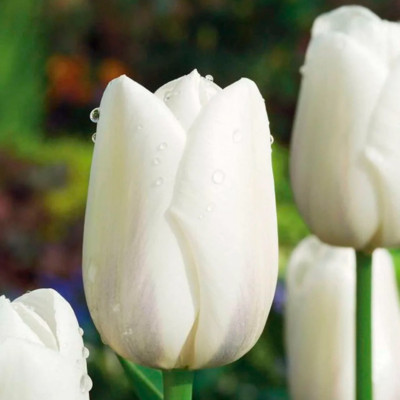 Тюльпан Клиервотер (1шт)