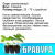 Земляника (Клубника) Бравура в кассете Земляника (Клубника) Бравура в кассете