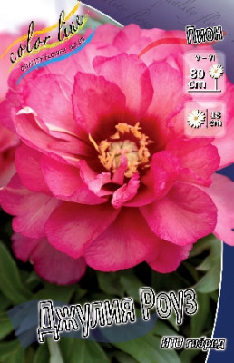 Пион Джулия Роуз (1шт) 2714
