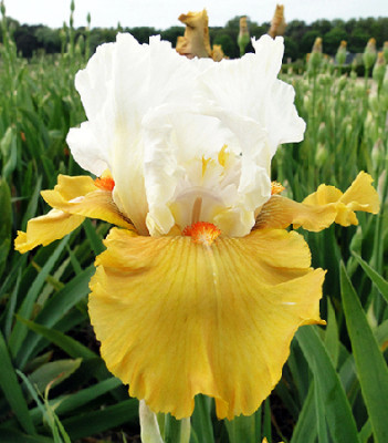 Ирис Йес (1шт) Р-069