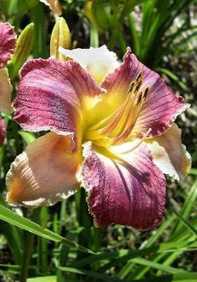 Лилейник Лонгфилдс Вудпеккер (1шт) 6769