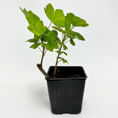 Смородина красная Ролан