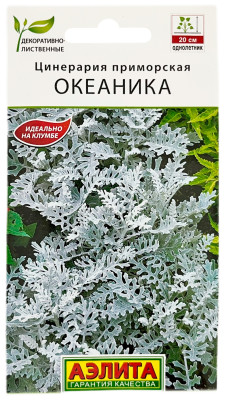 Цинерария приморская ОКЕАНИКА АЭЛИТА