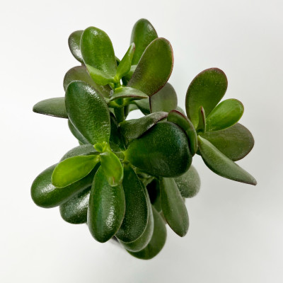 Толстянка Денежное дерево Крассула саженцы