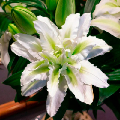 Лилия Роселили Аиша (1шт)